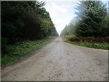SE8988 : Forest  track  toward  Jingleby  Tower by Martin Dawes