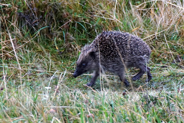 Running Hedgehog (Erinaceus europaeus), Nikkavord Lea, Baltasound