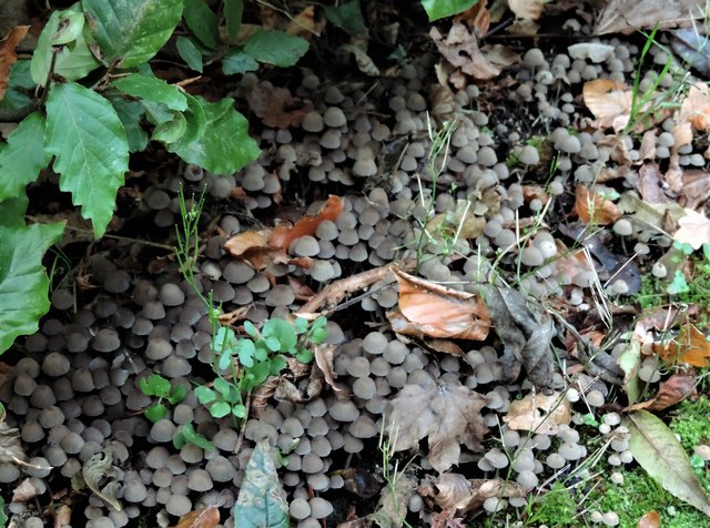 Large troupe of toadstools by a Sedlescombe footpath
