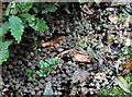 Large troupe of toadstools by a Sedlescombe footpath