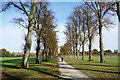 Avenue of Trees on Agars Plough