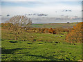 Farmland west of Hollin Close