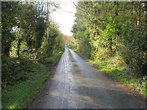 R6211 : Road to Skahanagh Beg (Doneraile) by Peter Wood