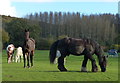 Horses at Woolsthorpe-by-Belvoir