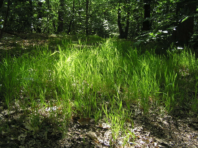 Elmstead Woods Long Grass