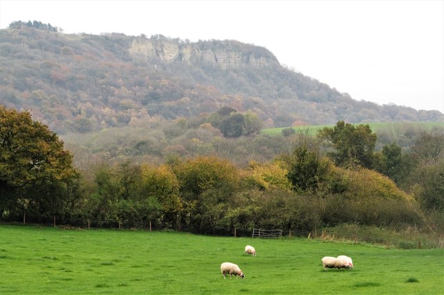 Sheep pastures at Thirlby