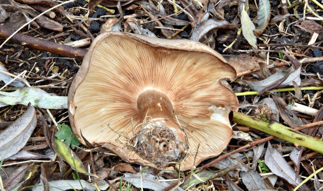 Fungi, Stranmillis, Belfast (November 2017)
