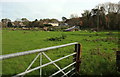 Sheep near Bridport