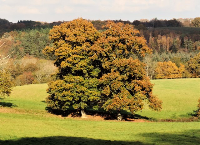 Autumnal oak trees on the Hurst House estate
