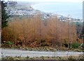 The town of Newcastle from Donard Wood