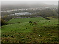 Two horses in a field below Penrhiwfer Road, Penrhiwfer