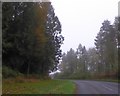 A480 in Crump Oak Wood