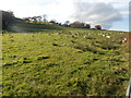 Sheep on pasture, near Ty-uchaf Farm, Rhiwsaeson