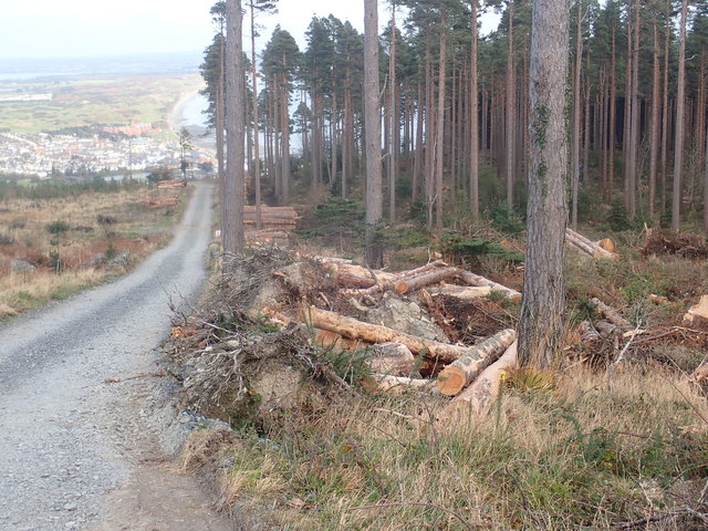 Log piles alongside forestry road in Donard Wood