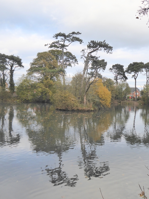Island in Skelton Wildlife Pond