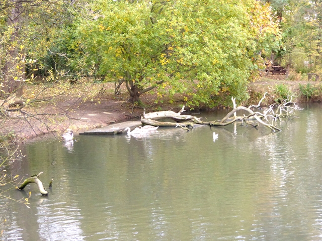 Fallen branches in Skelton Wildlife Pond