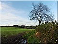 View north from Frog Lane