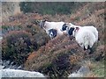 J3729 : Mourne Blackface Sheep at Lindsay Leap Quarries by Eric Jones