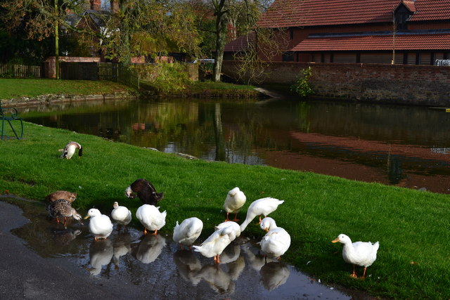 Ducks in a puddle at Urchfont
