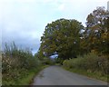 SJ4803 : Oak overhanging the road at Dunstone by David Smith