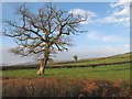 SO0934 : Bare oak by Jonathan Wilkins