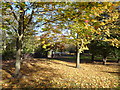 Autumn colours on Plumstead Common