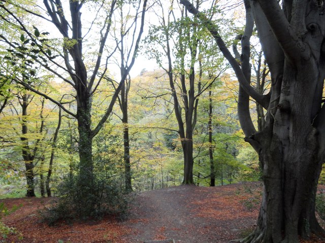 Beeches in Pontburn Wood