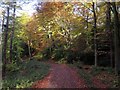 Autumn at Gibside