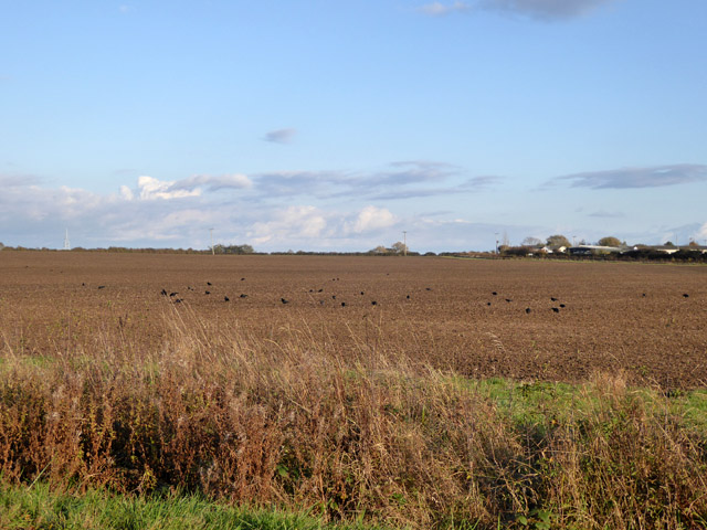 Brown field west of Swavesey