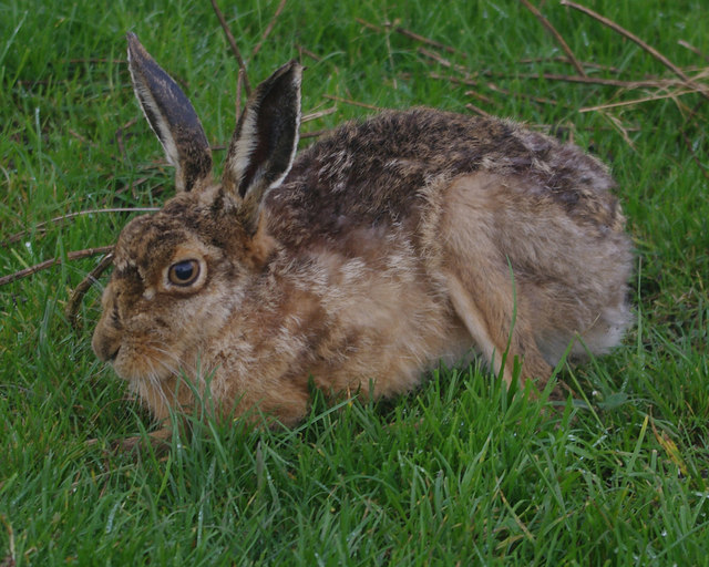 Hare, Hawes End