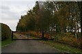 Autumn colours on Rookery Farm drive, Cold Hanworth