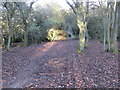 Woodland footpath descending Crouch Hill