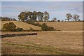 Stubble, Lennieston