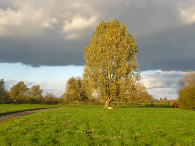 Tree by end of Chain Road, Over