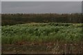 Miscanthus field near Low Farm, Cold Hanworth