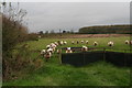 Sheep field near Glebe Farm, Cold Hanworth