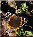 A November Red Admiral