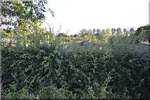 SP4309 : Hedge between Siemens and allotments by N Chadwick