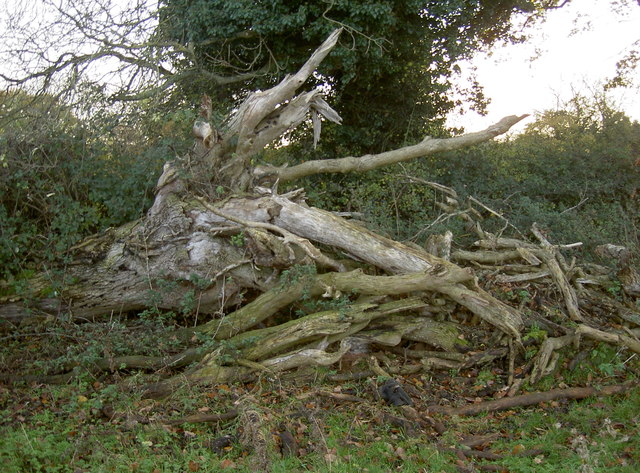 A fallen tree near Winford