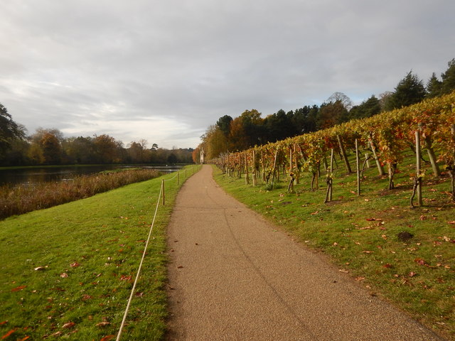 Vineyard next to The Lake