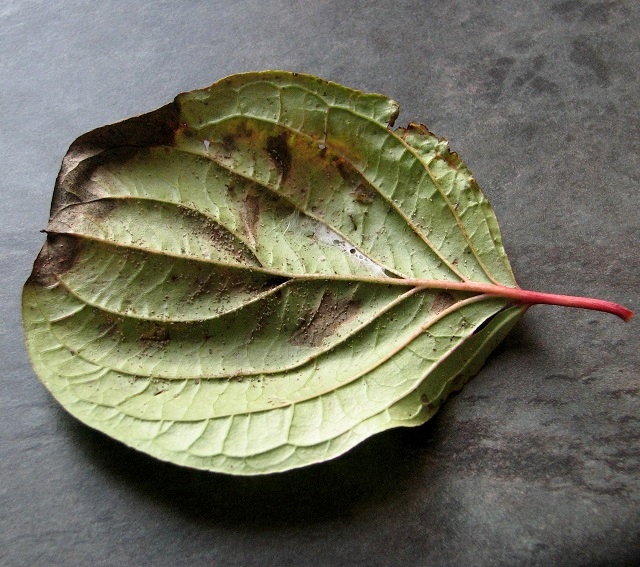 Gall mites on dogwood (Cornus sp)​ leaf