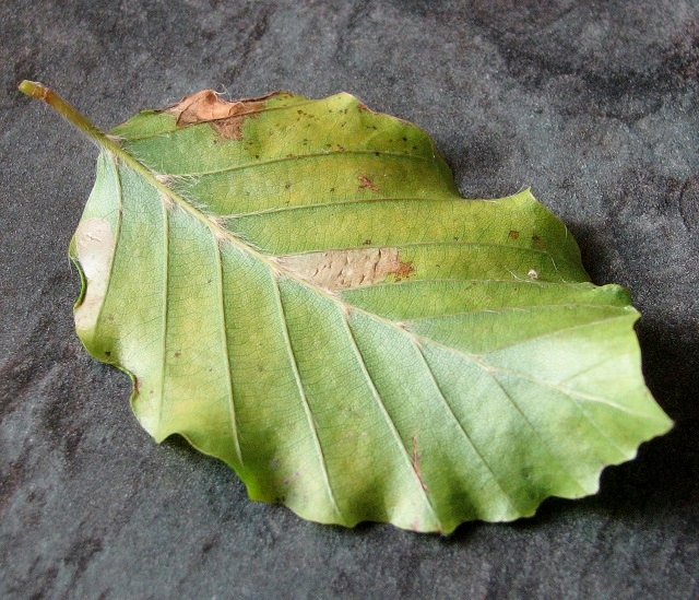 Fungus and leaf mine on beech (Fagus sp)