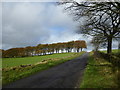 Looking up Edge Road