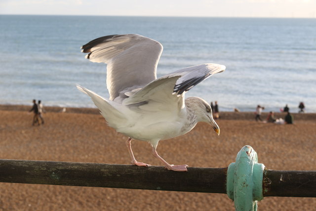 Herring Gull, Brighton,  East Sussex