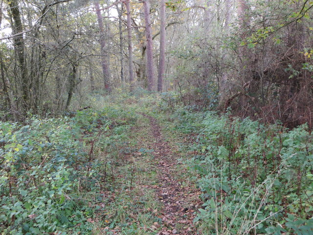 Woodland footpath near Little Heath Farm