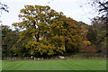 Autumnal trees, Bromley