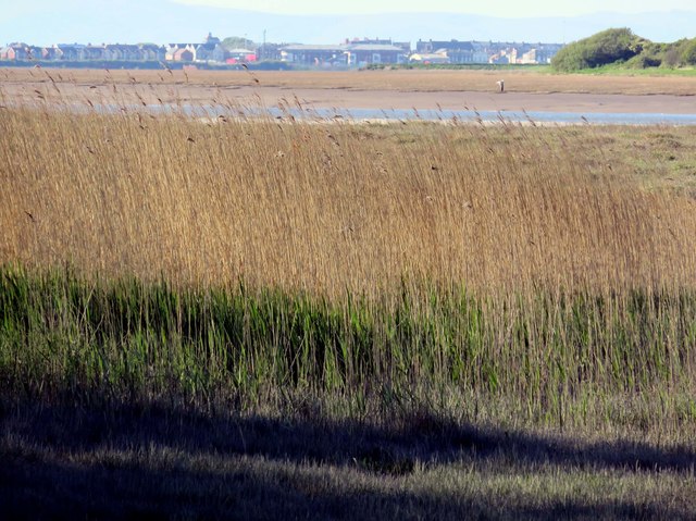 Reed beds by the Wyre Estuary