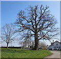 SO4430 : Trafalgar oak tree in Kilpeck, Herefordshire by Jaggery