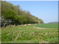 Woodland edge north of Mot