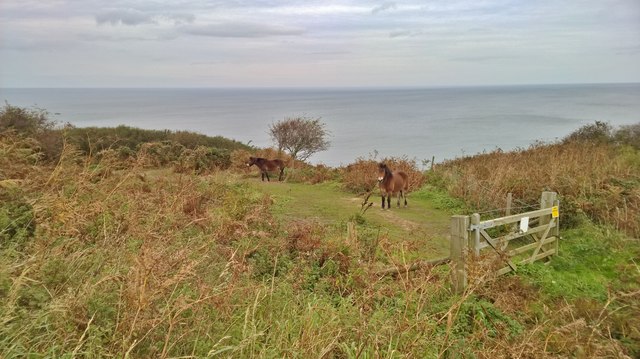 Ponies on Lingrow Cliffs
